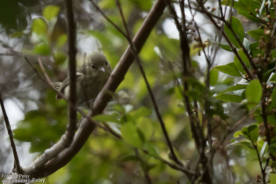 Paruline d'Angelajuvénile, identification