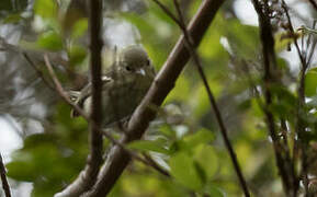 Elfin Woods Warbler