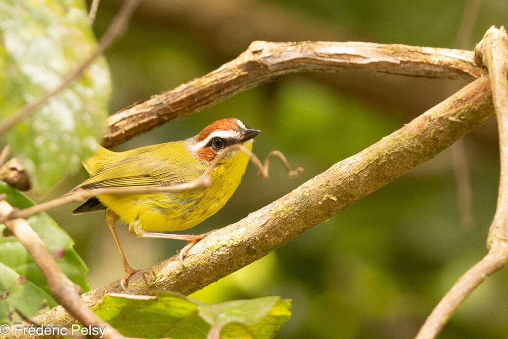 Chestnut-capped Warbler