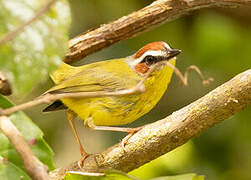 Chestnut-capped Warbler