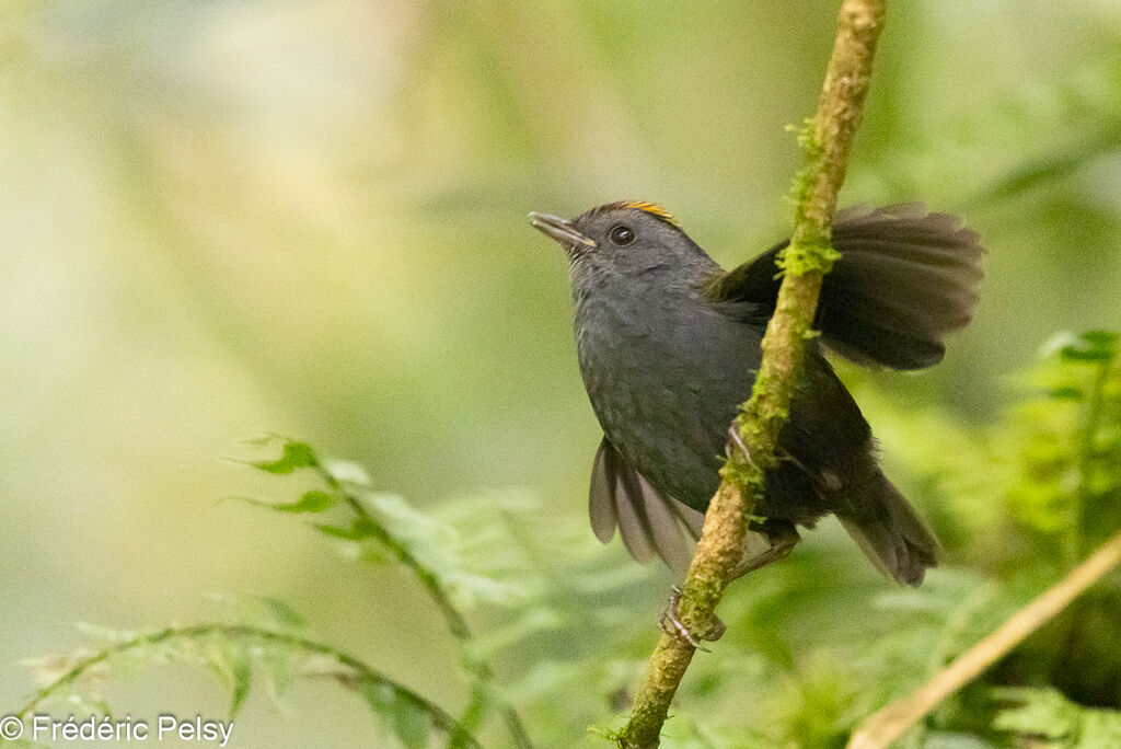 Paruline de Zeledon