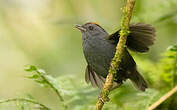 Paruline de Zeledon