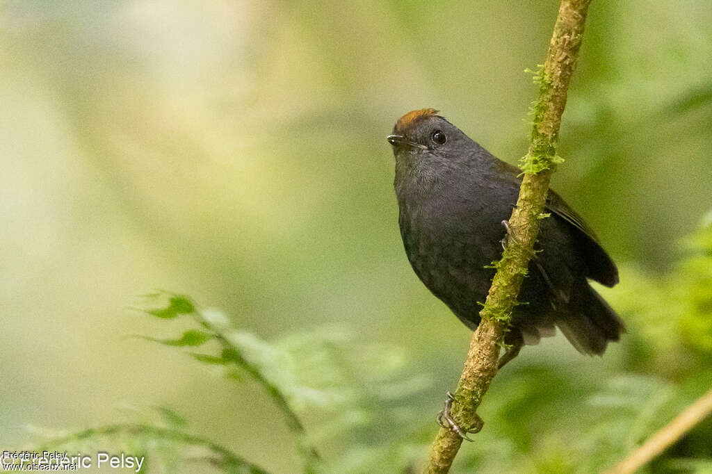 Paruline de Zeledon