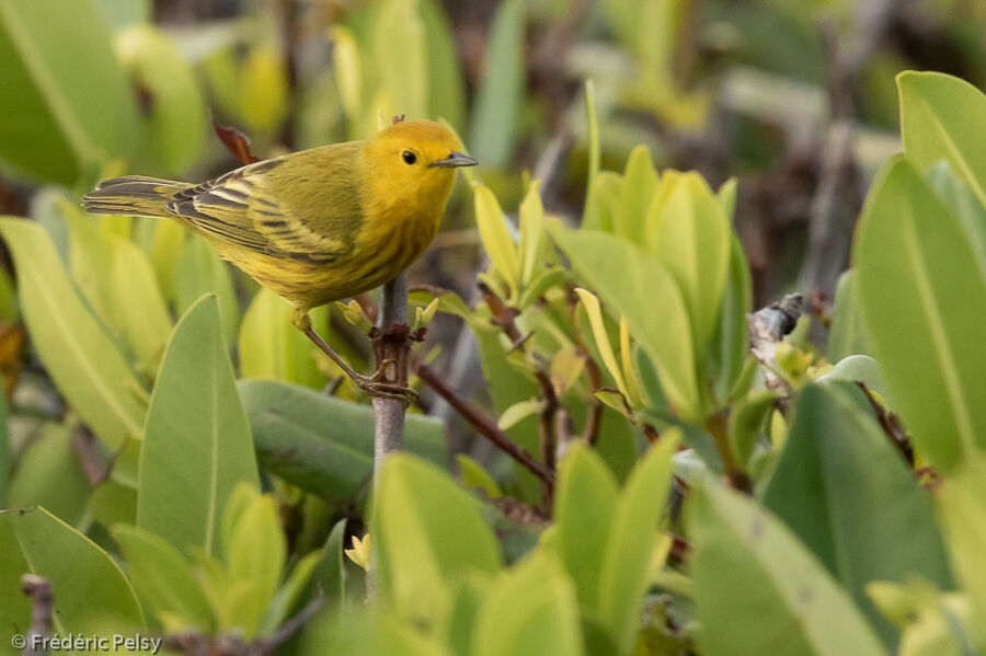 Mangrove Warbler male adult