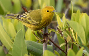 Mangrove Warbler