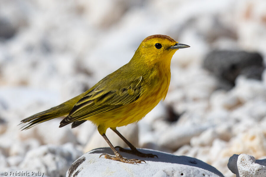 Mangrove Warbler male