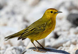 Mangrove Warbler