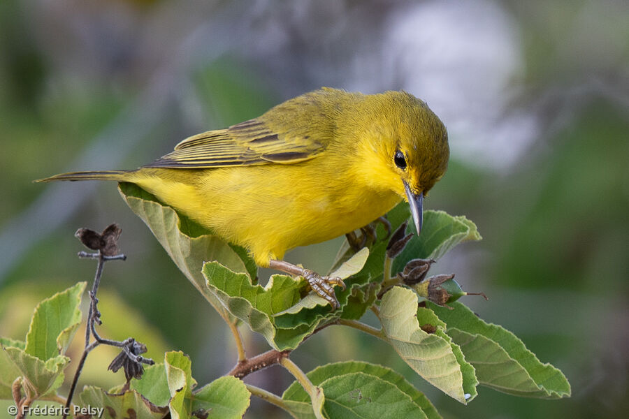 Mangrove Warbler