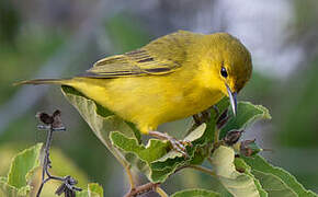 Mangrove Warbler