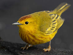 Mangrove Warbler