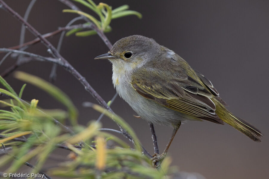 Mangrove Warbler