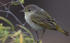 Mangrove Warbler