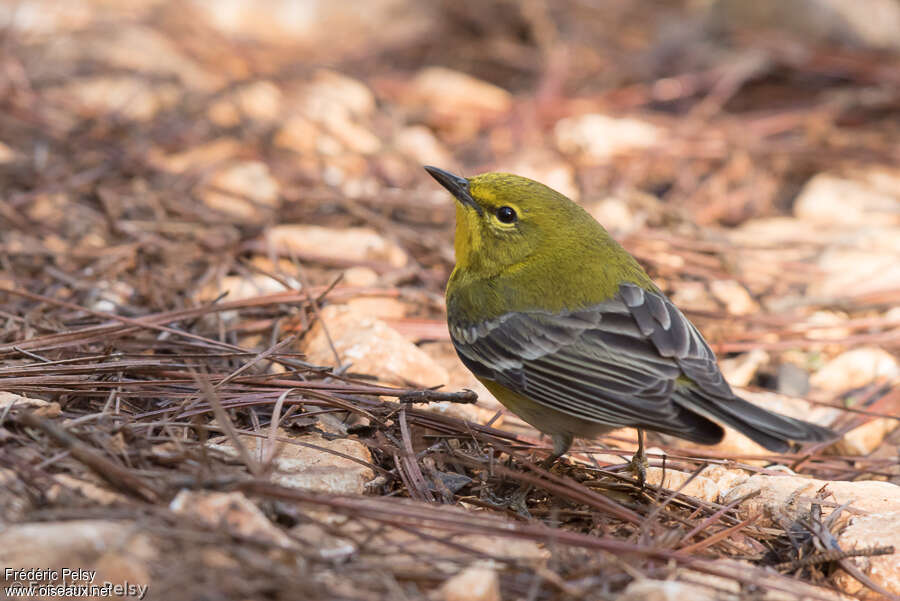 Pine Warbler male adult, close-up portrait