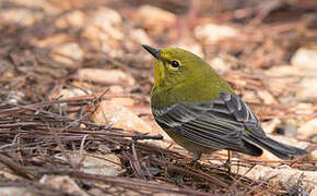 Pine Warbler