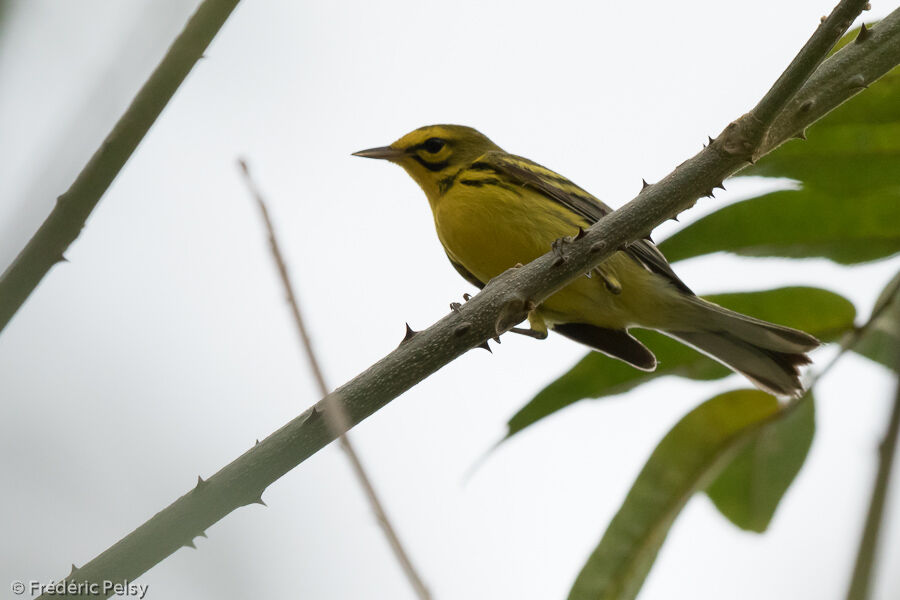 Prairie Warbler male adult