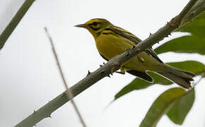 Prairie Warbler