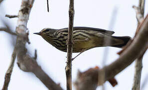 Northern Waterthrush