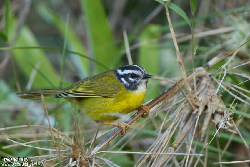 Paruline des Santa Marta, identification