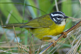 Santa Marta Warbler