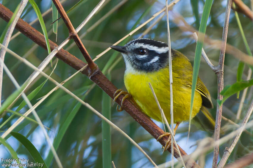 Paruline des Santa Marta