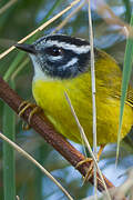 Santa Marta Warbler