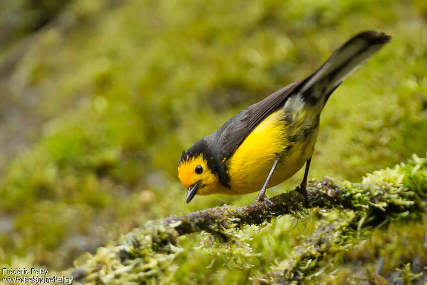 Golden-fronted Whitestartadult, identification