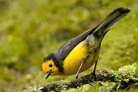 Golden-fronted Whitestart