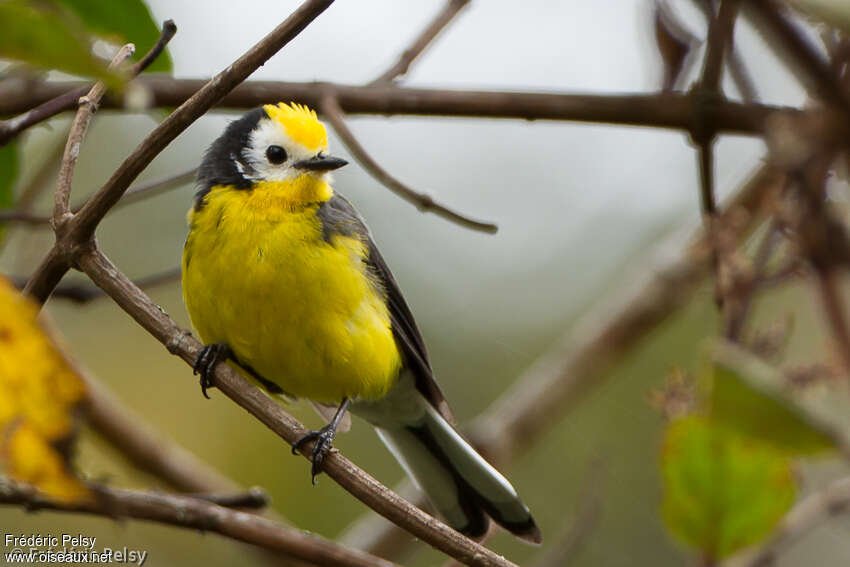 Golden-fronted Whitestartadult, close-up portrait