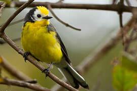 Golden-fronted Whitestart