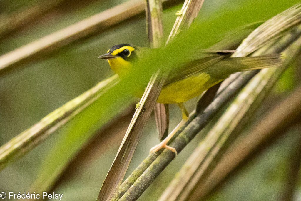 Kentucky Warbler