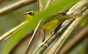 Kentucky Warbler