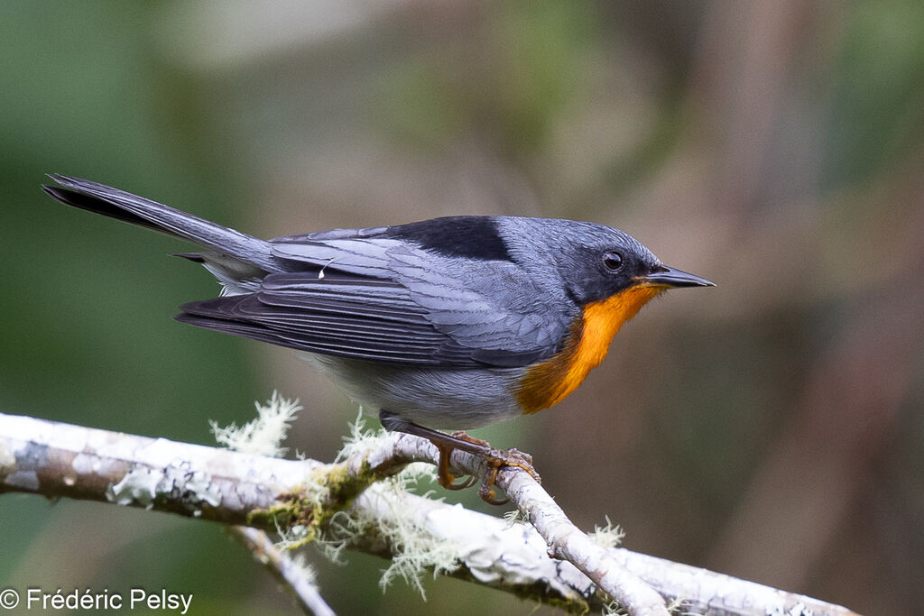 Flame-throated Warbler