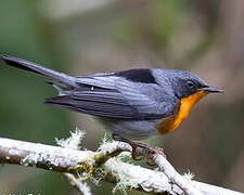 Flame-throated Warbler