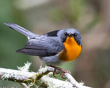 Flame-throated Warbler