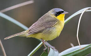 Masked Yellowthroat