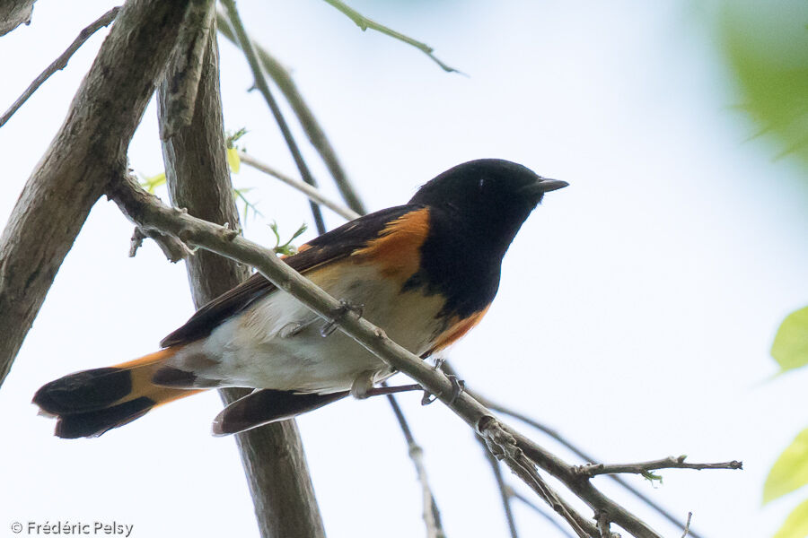 American Redstart male adult