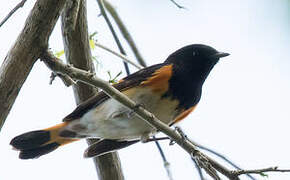 American Redstart