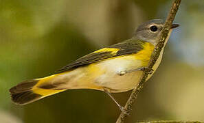 American Redstart