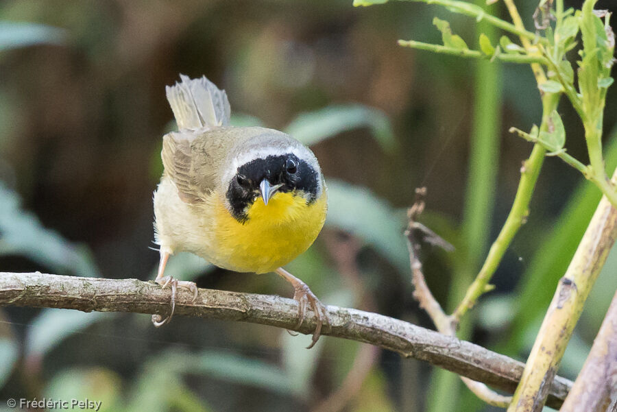 Common Yellowthroatadult