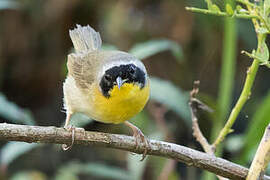 Common Yellowthroat