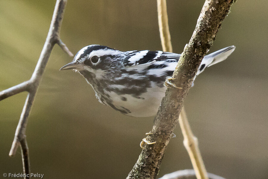 Black-and-white Warbler male adult