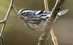 Black-and-white Warbler