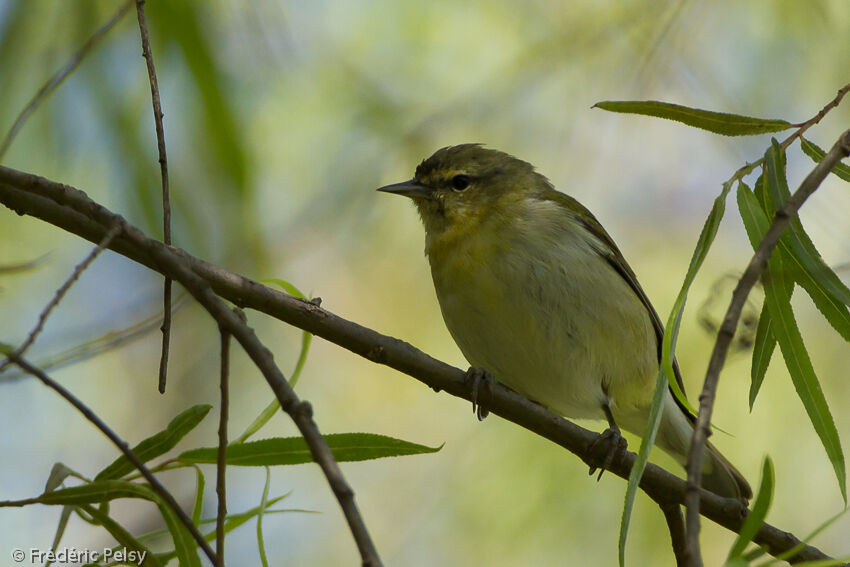 Tennessee Warbler