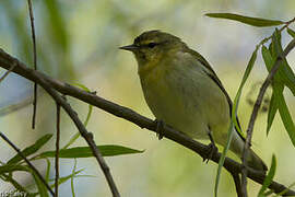 Tennessee Warbler