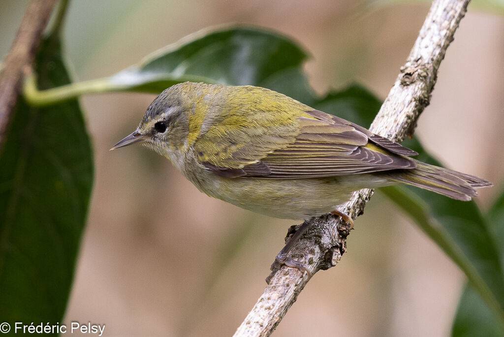 Tennessee Warbler