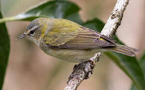 Tennessee Warbler