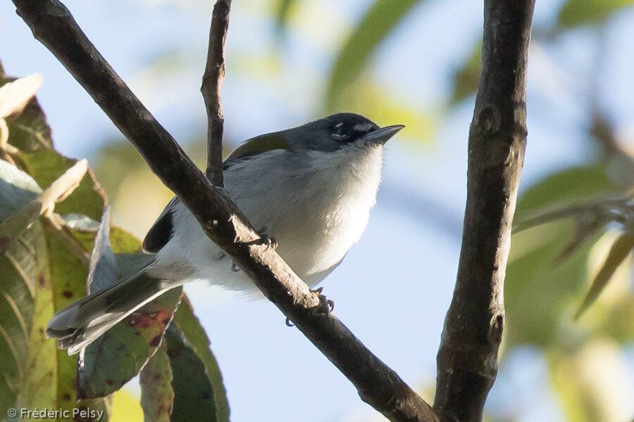 White-winged Warbler