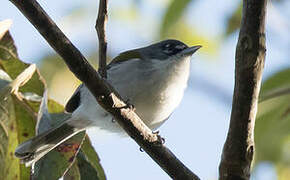 White-winged Warbler