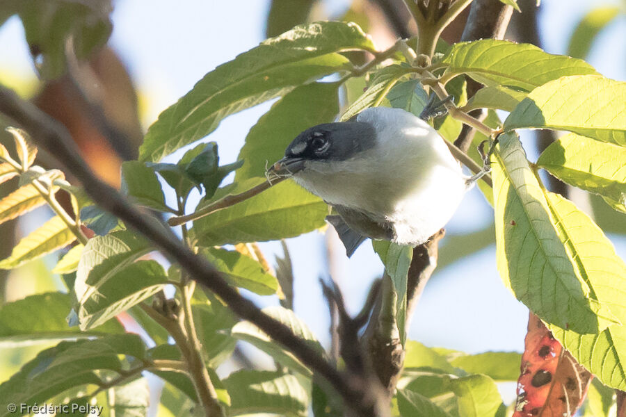 White-winged Warbler, eats