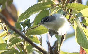 Paruline quatre-yeux